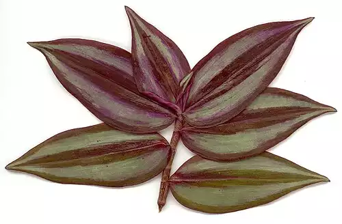 برگ بیدی