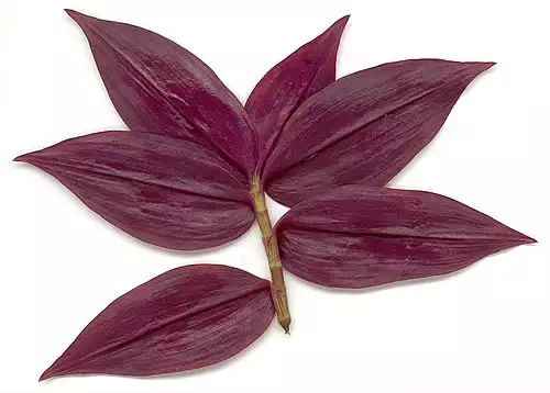 برگ بیدی