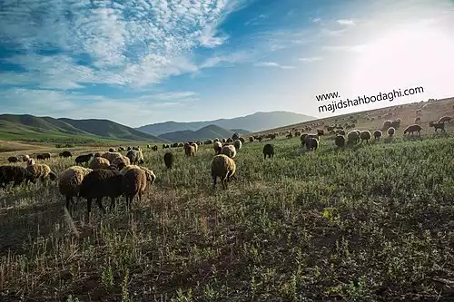 خروس دره