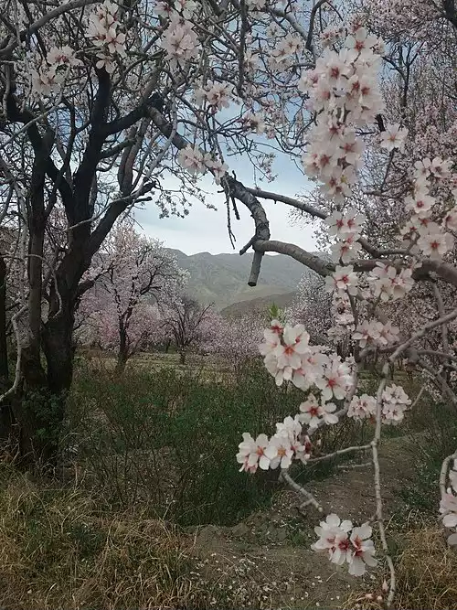 جزه