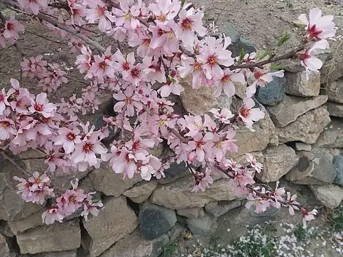 جزه