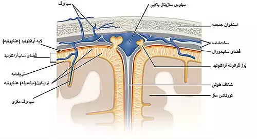 سخت شامه