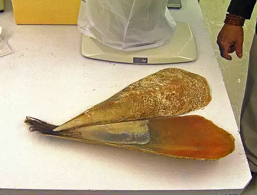 بیسوس