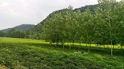 دیوشل
