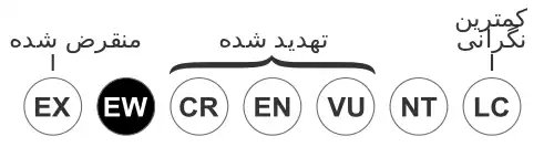 تیزشاخ افریقایی