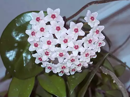 شمعی