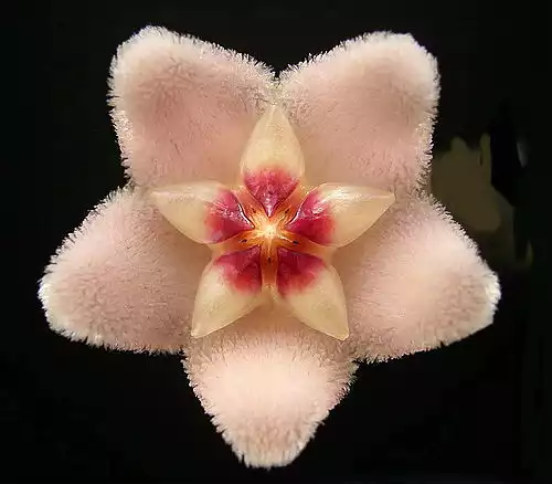شمعی