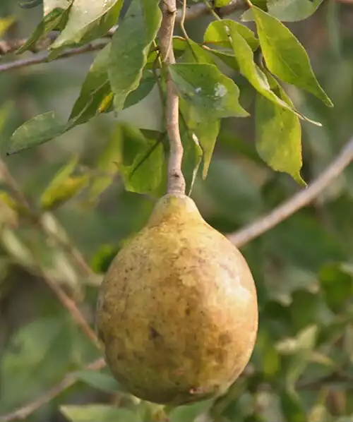 بکرایی