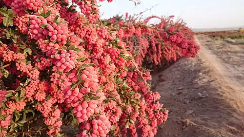 مهموئی