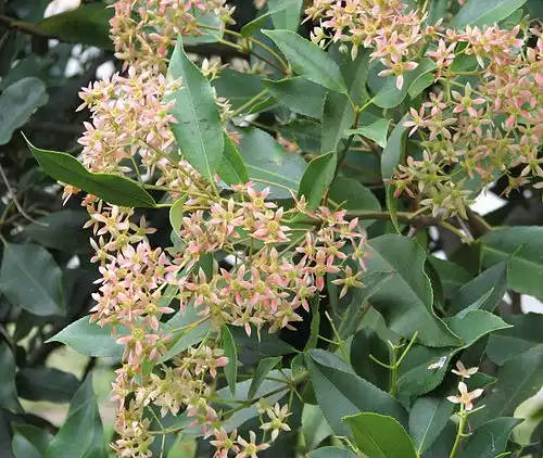 شبدرترشک سانان