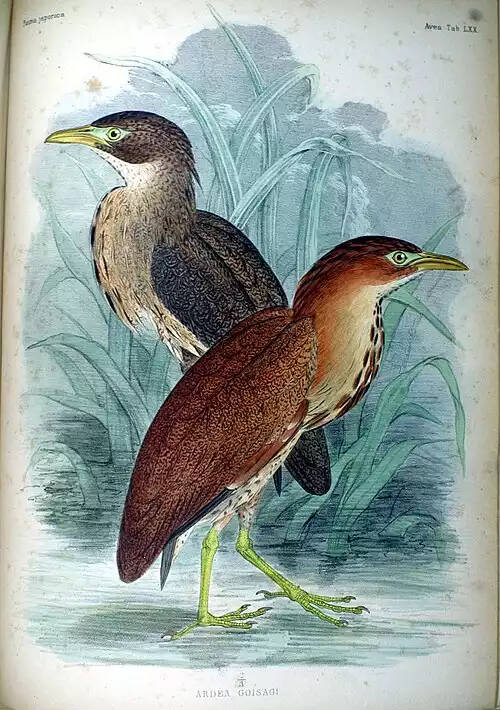 غم خورک شب زی ژاپنی