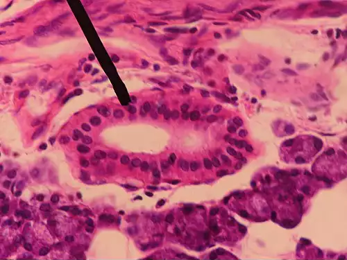 مجرای بناگوشی