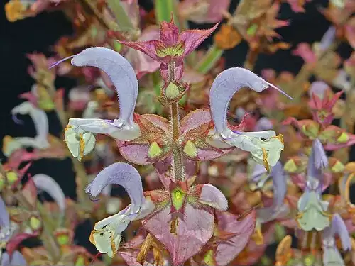 مریم گلی مرموک