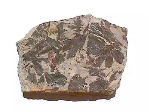 کهن داریان