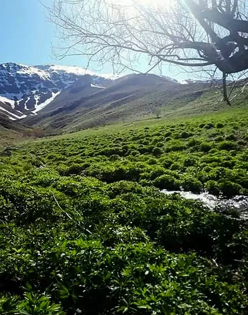ننادگان