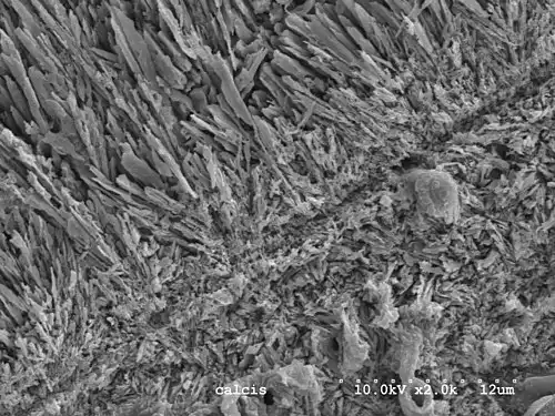 زیست کانی سازی