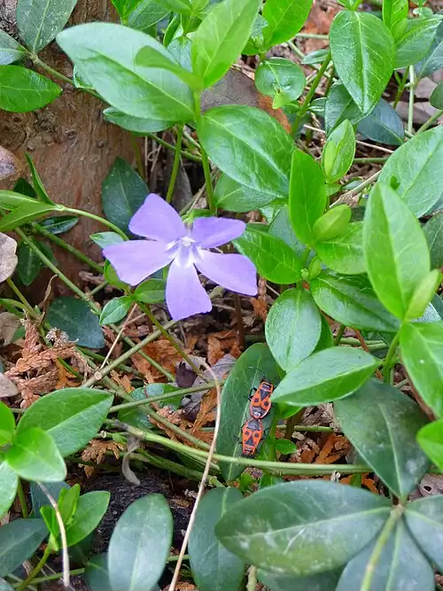 پیچ تلگرافی