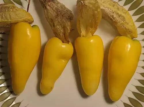 کاکنه