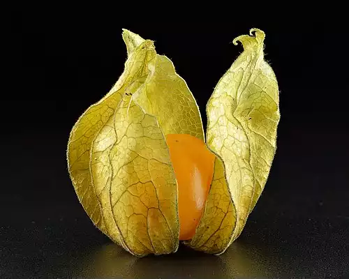کاکنه