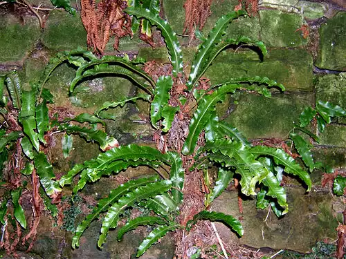 زنگی دارو