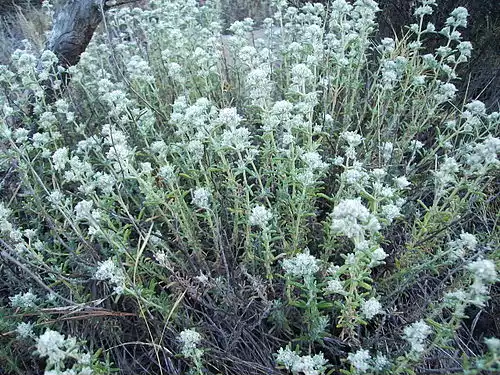 مریم نخودی