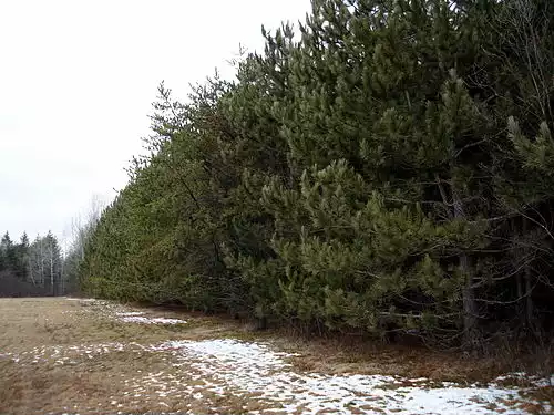 بازجنگل کاری