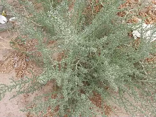 سلنج