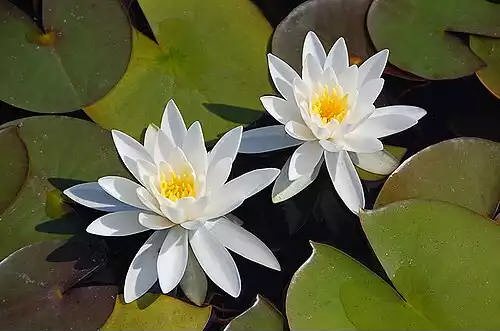 نیلوفرابیان