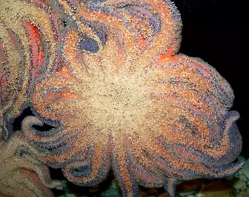 پای لوله ای