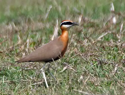 چلچله بیابانیان