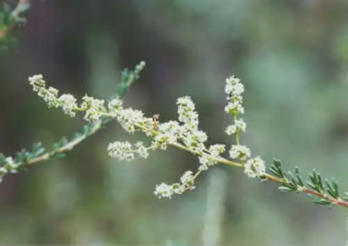 چمیز