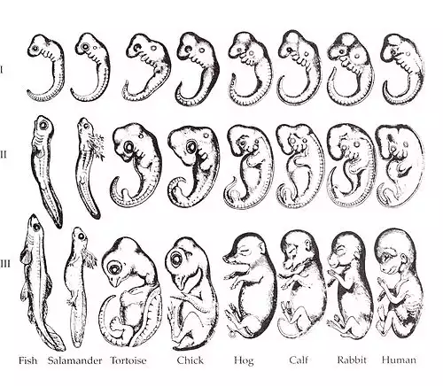 کالبدشناسی مقایسه ای