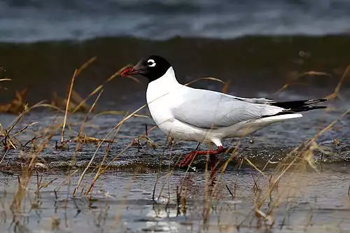 کاکایی بازمانده