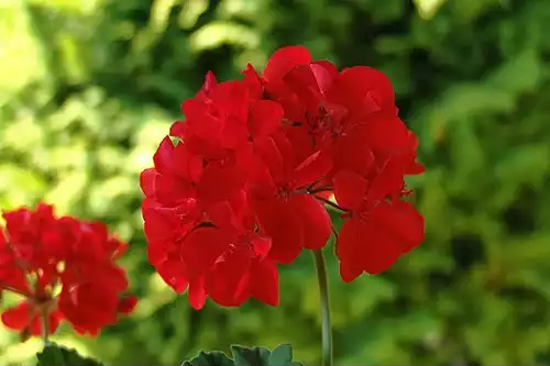 شمعدانیان