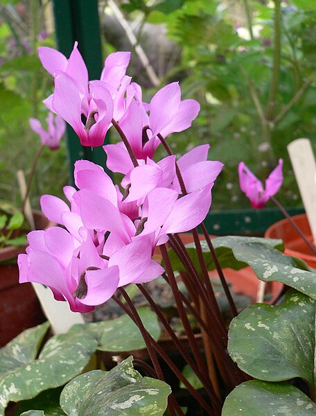 سیکلمه