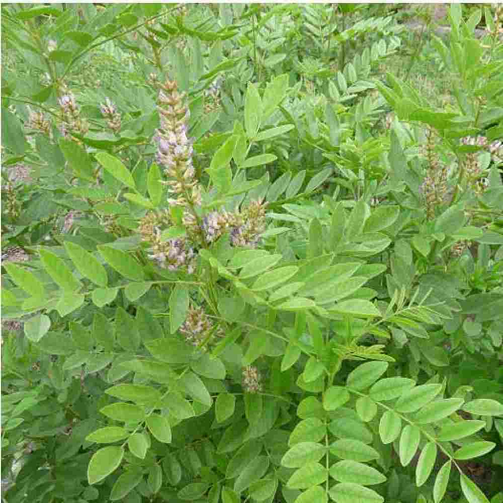 ریشه شیرین