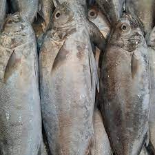 ماهی شیم یعنی چه؟