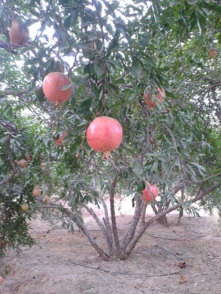 تنگ طه