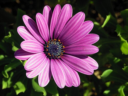 مه گل