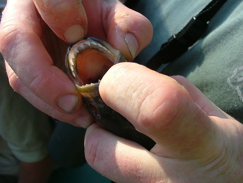 ماهی پیرانا