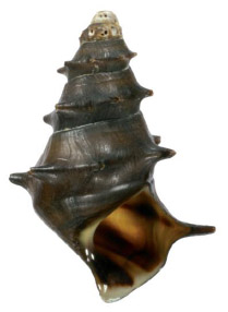 حلزون پاگودا