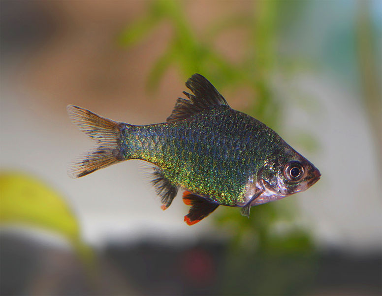 ماهی گرین بارب