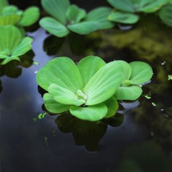 گیاه کاهوی آبی