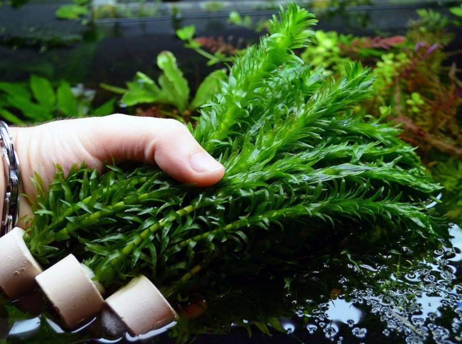 گیاه دم گربه ای