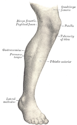 ساق پا