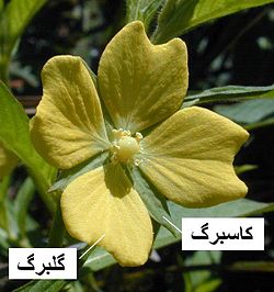 گلبرگ