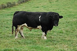 گاو نر