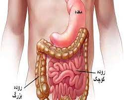 باریک روده