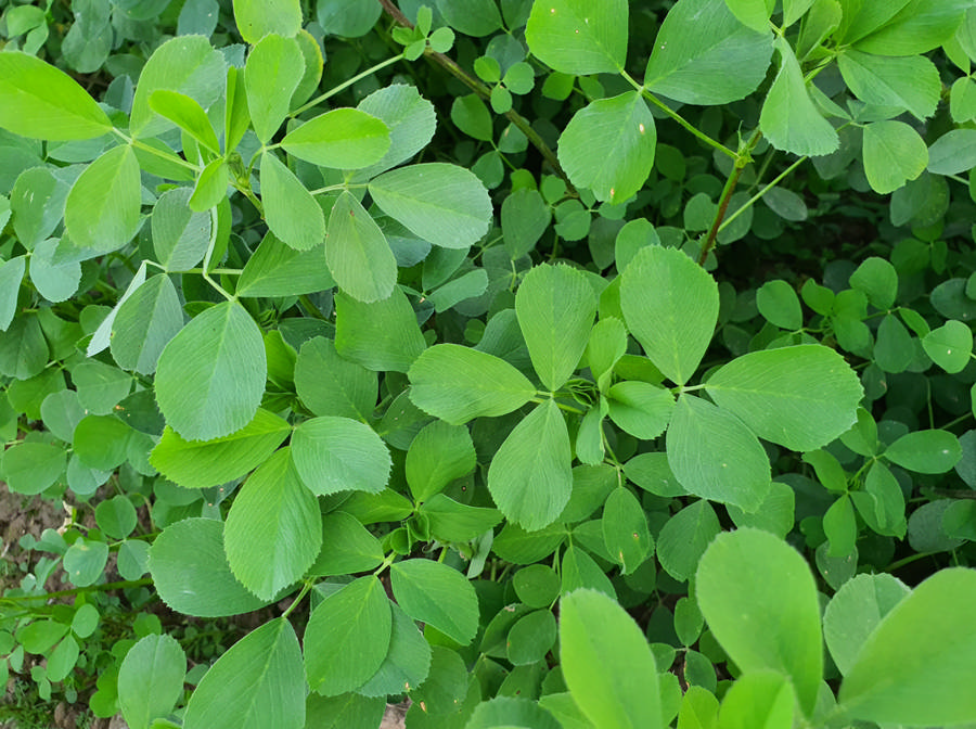 اسفست