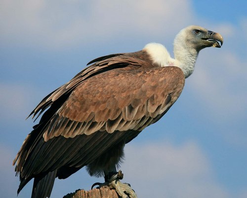 لاشخور
